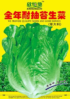 全年耐抽苔生菜