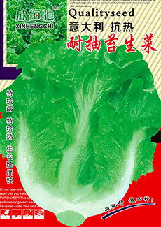 耐抽苔生菜