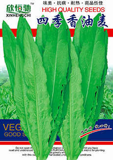 四季香油麦