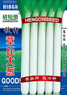铁杆章丘大葱
