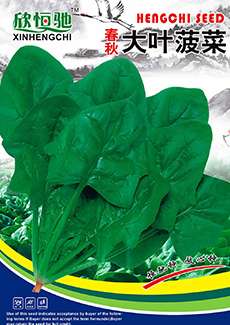 春秋大叶菠菜