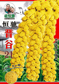 晋谷21