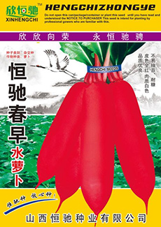 恒驰春早水萝卜