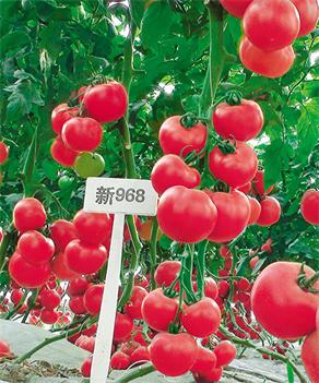 中研968 F1番...