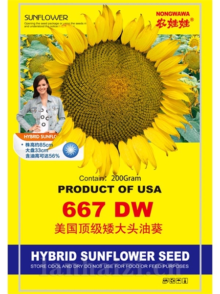 美国顶级矮大头667DW