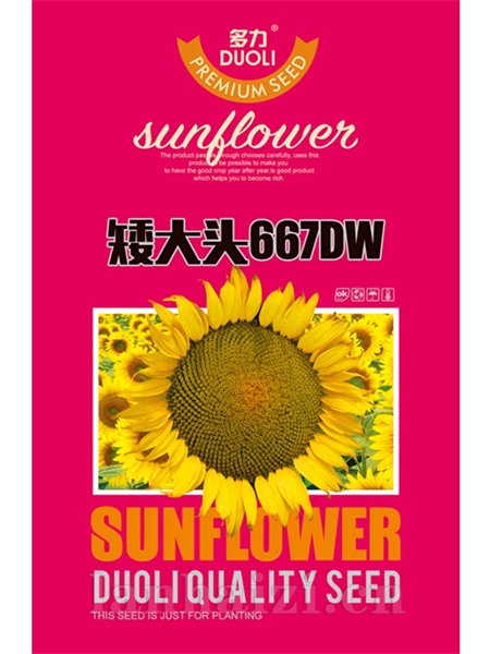 矮大头667DW