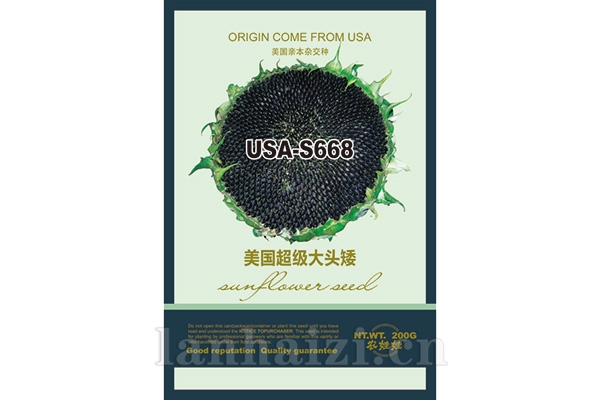 油葵品种【美国超级大头矮668】