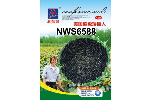 油葵品种【美国超级矮巨人NWS6588】