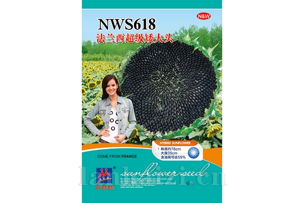 油葵品种【法兰西超级矮大头NWS618】