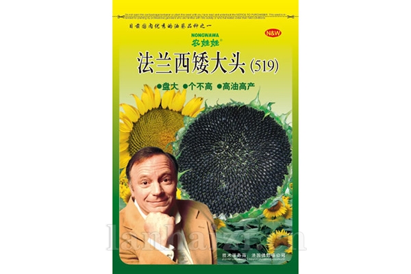 油葵品种【法兰西矮大头NWS519】