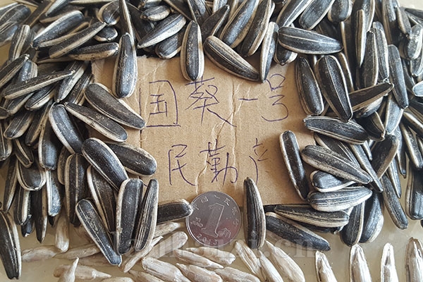 食葵品种【国葵壹号】