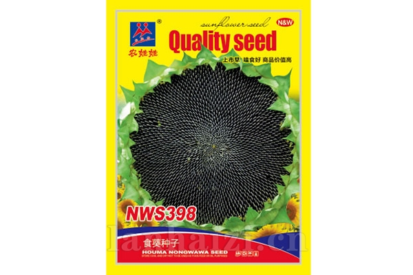 食葵品种【NWS398】