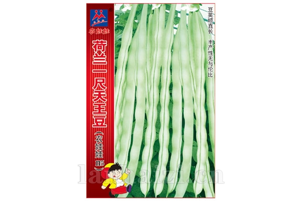 架豆【荷兰一尺天王豆】