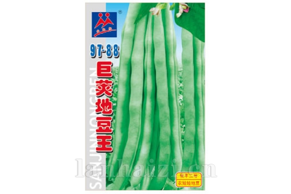 地豆【97-88巨荚地豆】