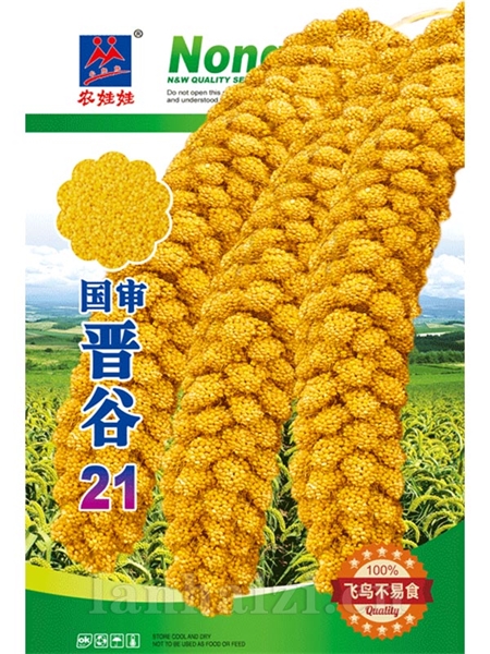 晋谷21
