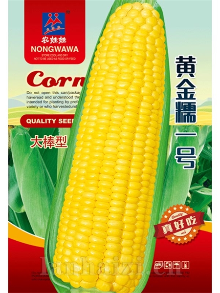 黄金糯一号