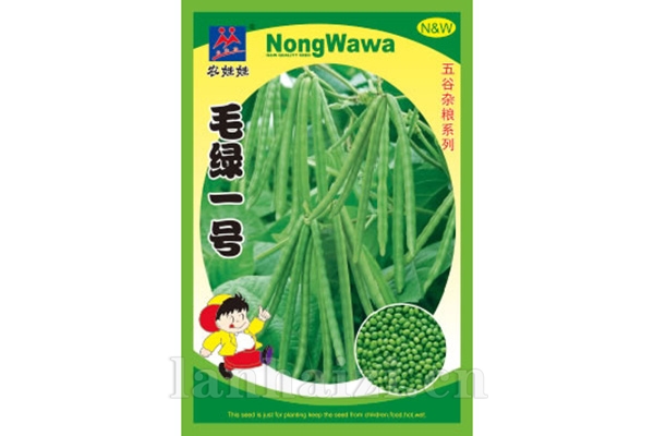 小杂粮【毛绿一号】
