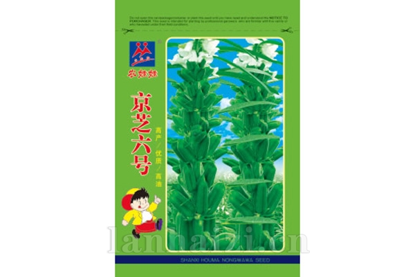 小杂粮【京芝六号】