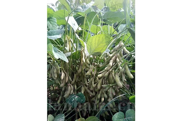 小杂粮【晋豆36】