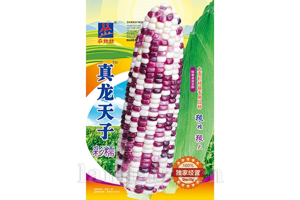 糯玉米【真龙天子】