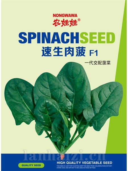 速生肉菠