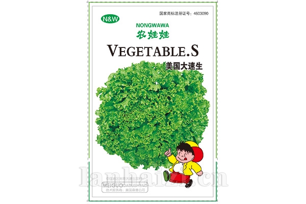 叶菜【美国大速生】