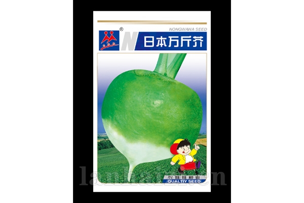 根茎类【日本万斤芥】