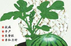 佳多果金砧
