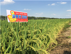 深两优2688