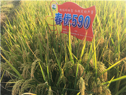 春优590