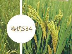 春优584