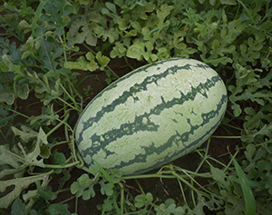 大齐188