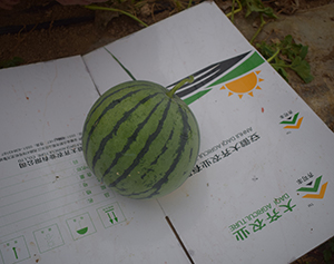 大齐105