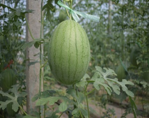 甜蜜蜜