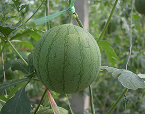圆帅