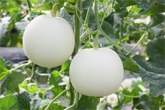 白蜜宝
