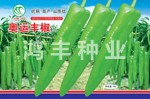 奥运丰椒——尖椒种子