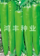 鸿丰309——尖椒种子