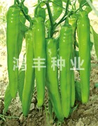 鸿丰409——尖椒种子