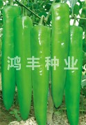 鸿丰509——尖椒种子