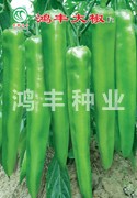 鸿丰大椒——尖椒种子