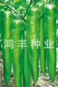 鸿丰大长王——尖椒种子