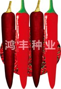 鸿丰红辣——尖椒种子