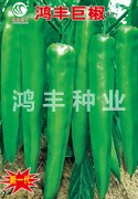 鸿丰巨椒——尖椒种子