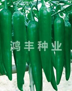 鸿丰满园——尖椒种子