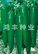 鸿丰青帅——尖椒种子