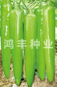 精品皇冠——尖椒种子