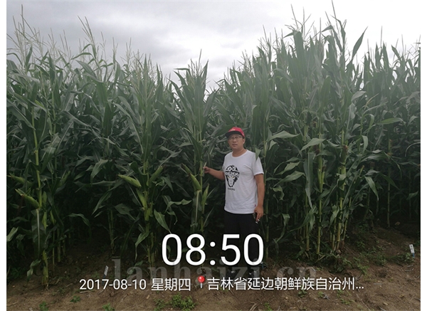 松玉6