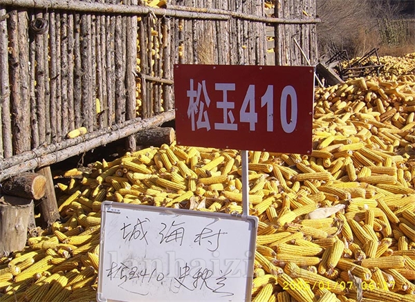 松玉410