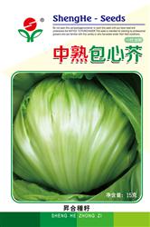 中熟包心芥——芥菜种子